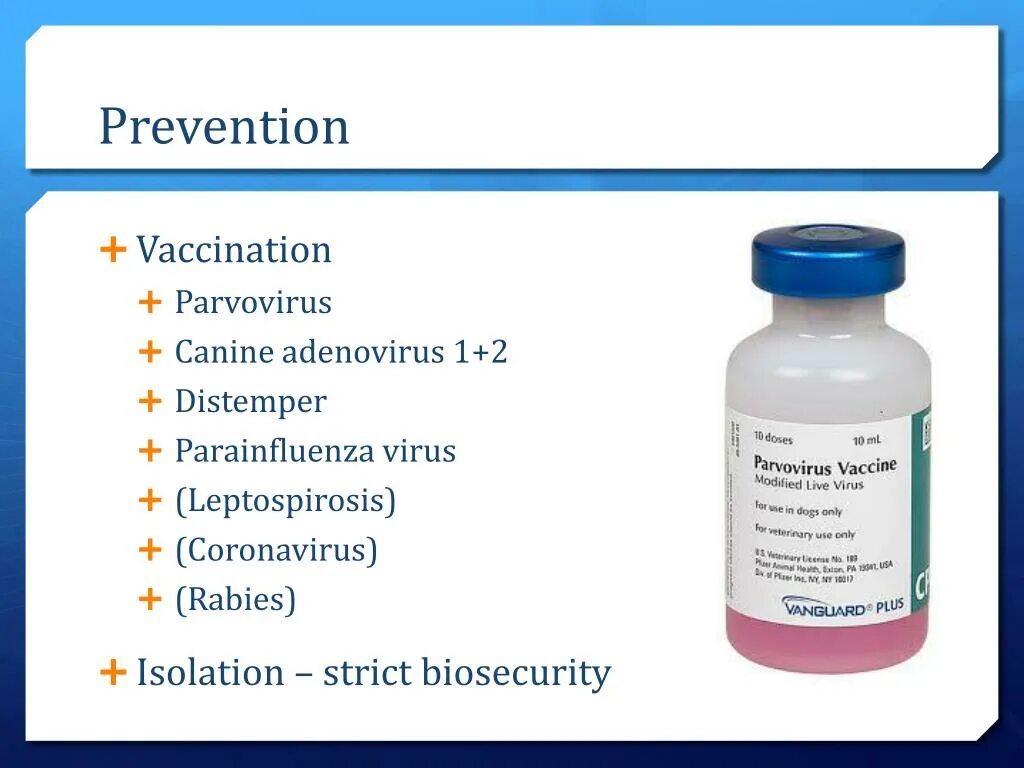 Парвовирус у детей лечение. Canine Parvovirus морфология. Распространенность парвовируса. Парвовирус на инфекция у детей. Инфекционная эритема парвовирус.