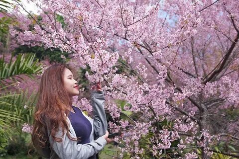 Charlton Cherry Tree Blossom Instagram