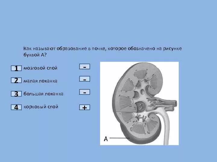 Почечная лоханка рисунок. Назовите части почки обозначенные цифрами. Назови части почки обозначенные цифрами. Как называется структура почки обозначенная на рисунке буквой а.