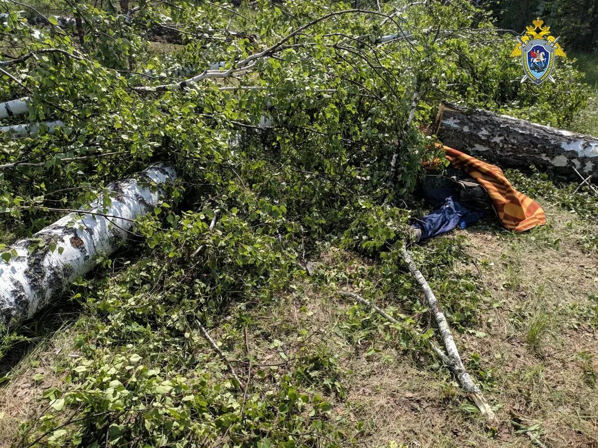 Деревья погибли весной в подмосковье. Убило упавшим деревом. Ураган страшные кадры. В ульяновске упало дерево на женщину. Деревья гибли.