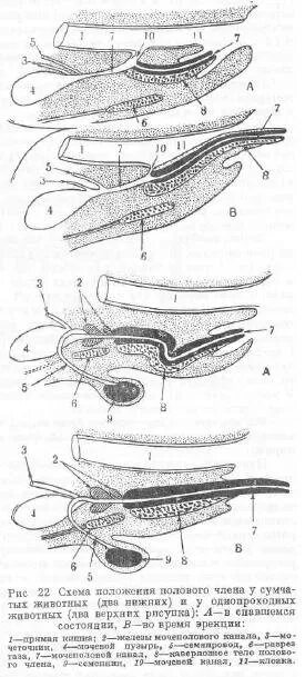 Анатомия пениса на наглядном примере Male Reproductive 2 Short Web Anatomy