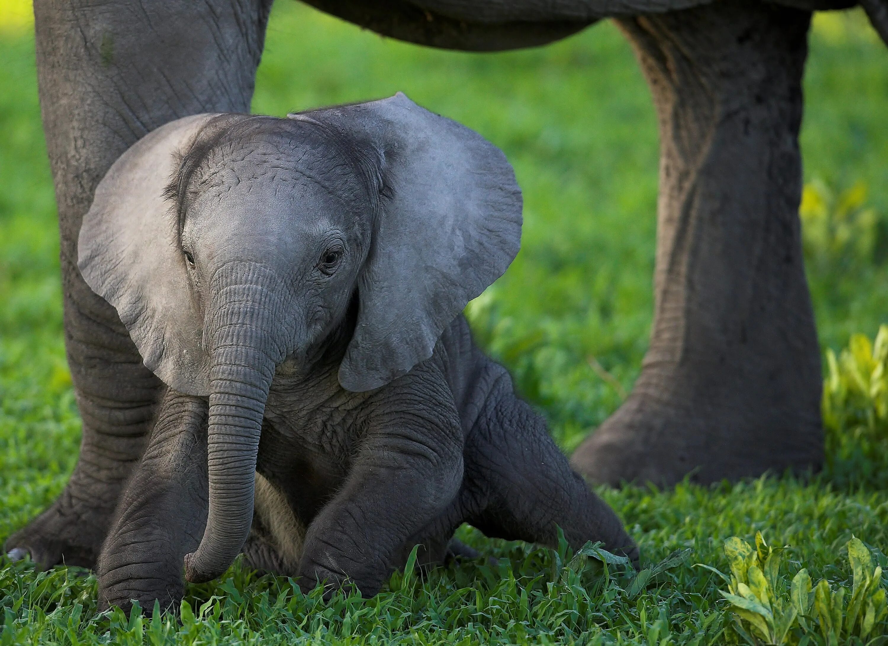 Слоненок. Красивый Слоник. Маленький Слоненок. Маленькие слоны. Elephants time