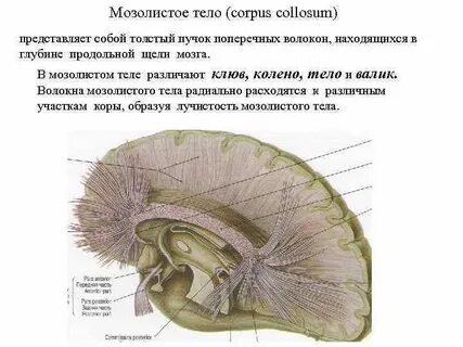 Строение мозолистого тела головного мозга