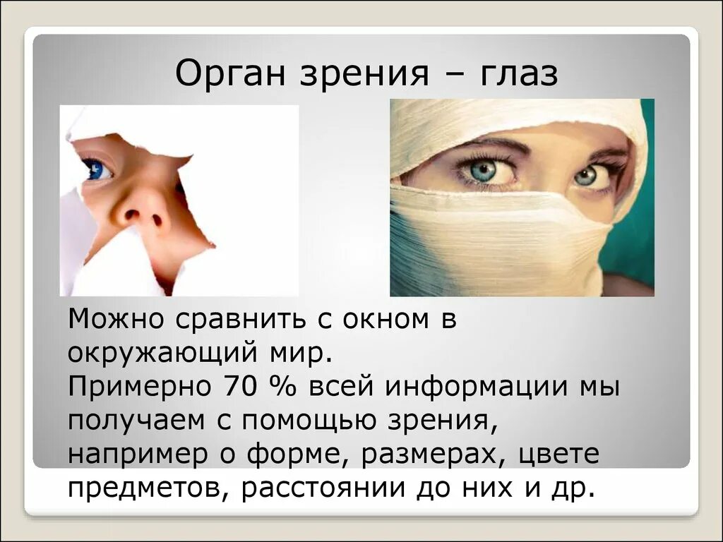 Реферат на тему глаза. Органы чувств глаза. Органы чувств орган зрения. Информация с помощью зрение. Сообщение о органе зрения.