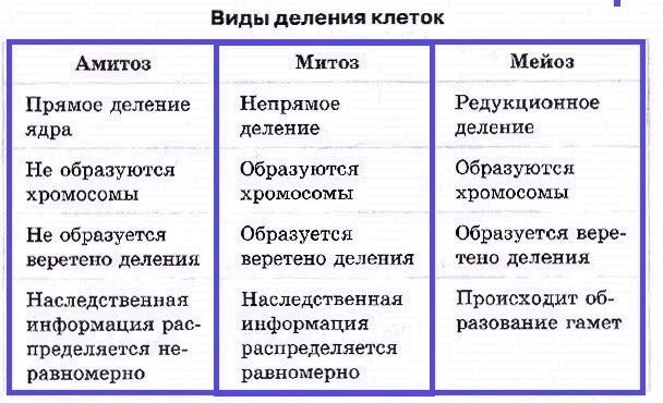 Типы деления клеток 3 типа. Сравнительная характеристика типов деления клеток. Способы деления клетки таблица. Основные типы деления эукариотических клеток митоз амитоз мейоз. Сравнительная характеристика видов деления клетки.