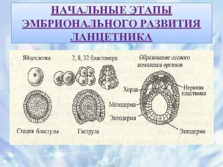 Какой зародышевый листок формируется на стадии. Схема эмбрионального развития ланцетника. Онтогенез бластула гаструла. Этапы развития ланцетника эмбрионального развития. Эмбриональный онтогенез схема.