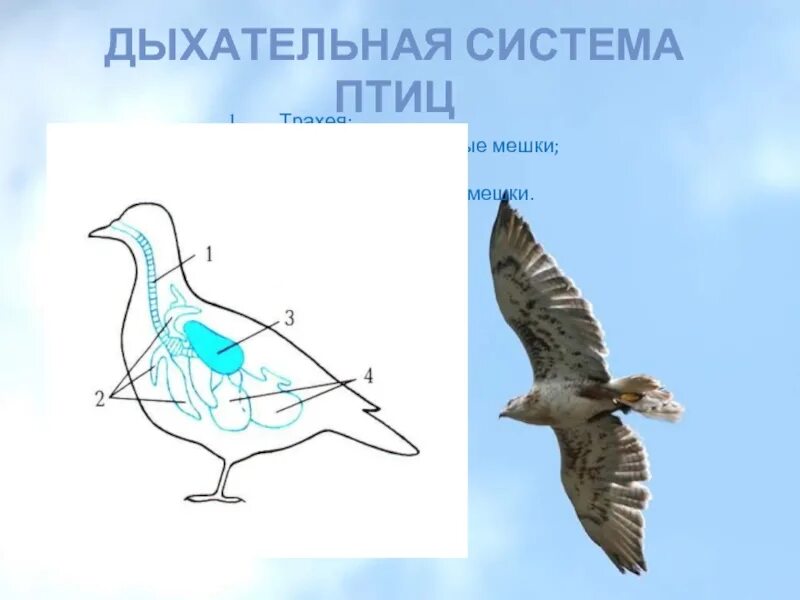 Дыхание птиц воздушные мешки. Система дыхания птиц. Строение дыхательной системы птиц. Дыхат система птиц. Внутреннее строение птиц дыхательная система.