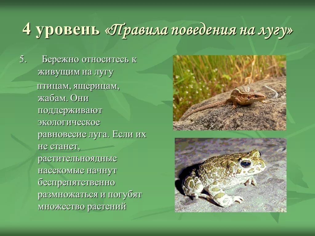 Чем отличается ящерица от лягушки