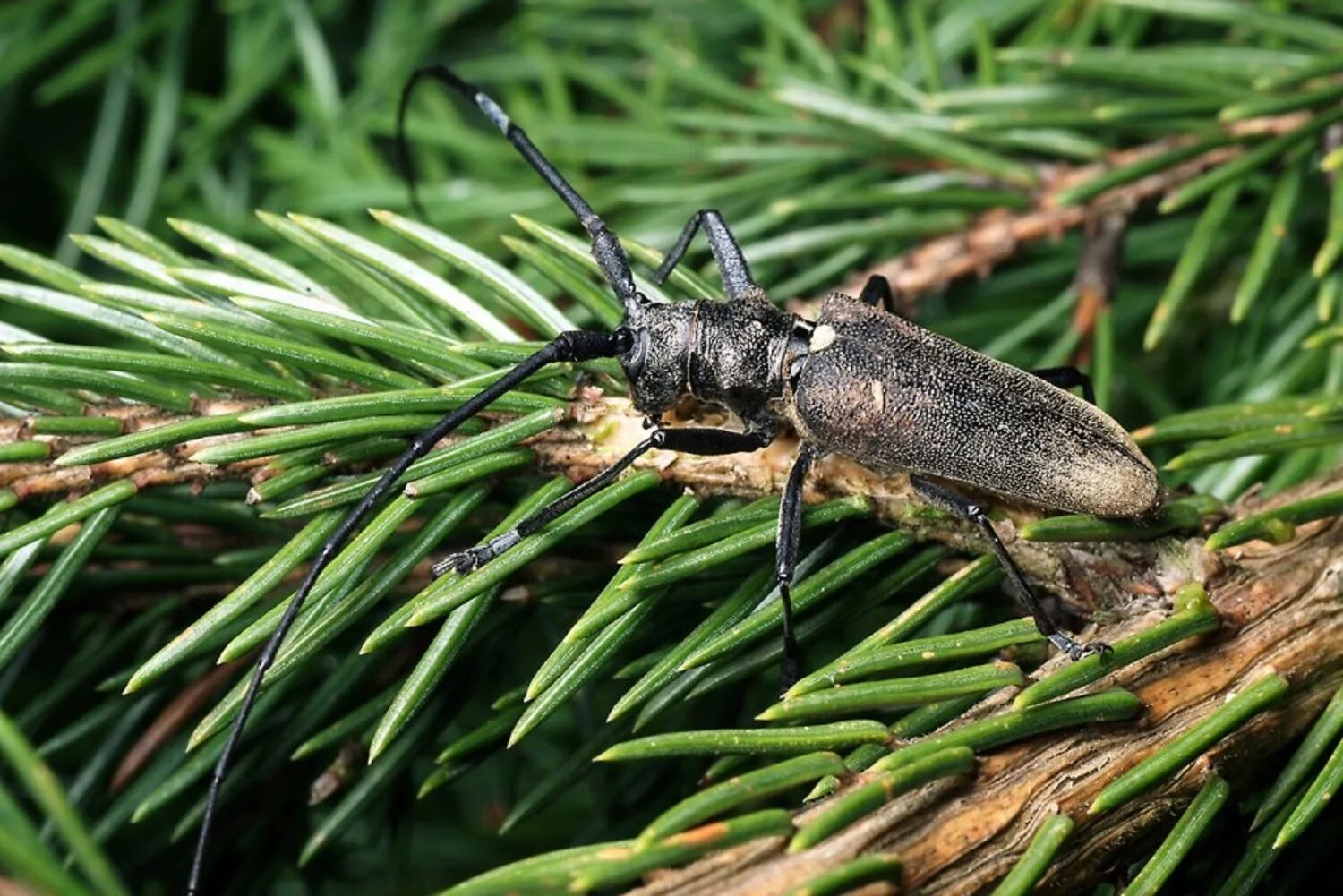 усач бронзовый сосновый. жук усач кожевник. жук усач сосновый. жук короед усач. жук усач мускусный.