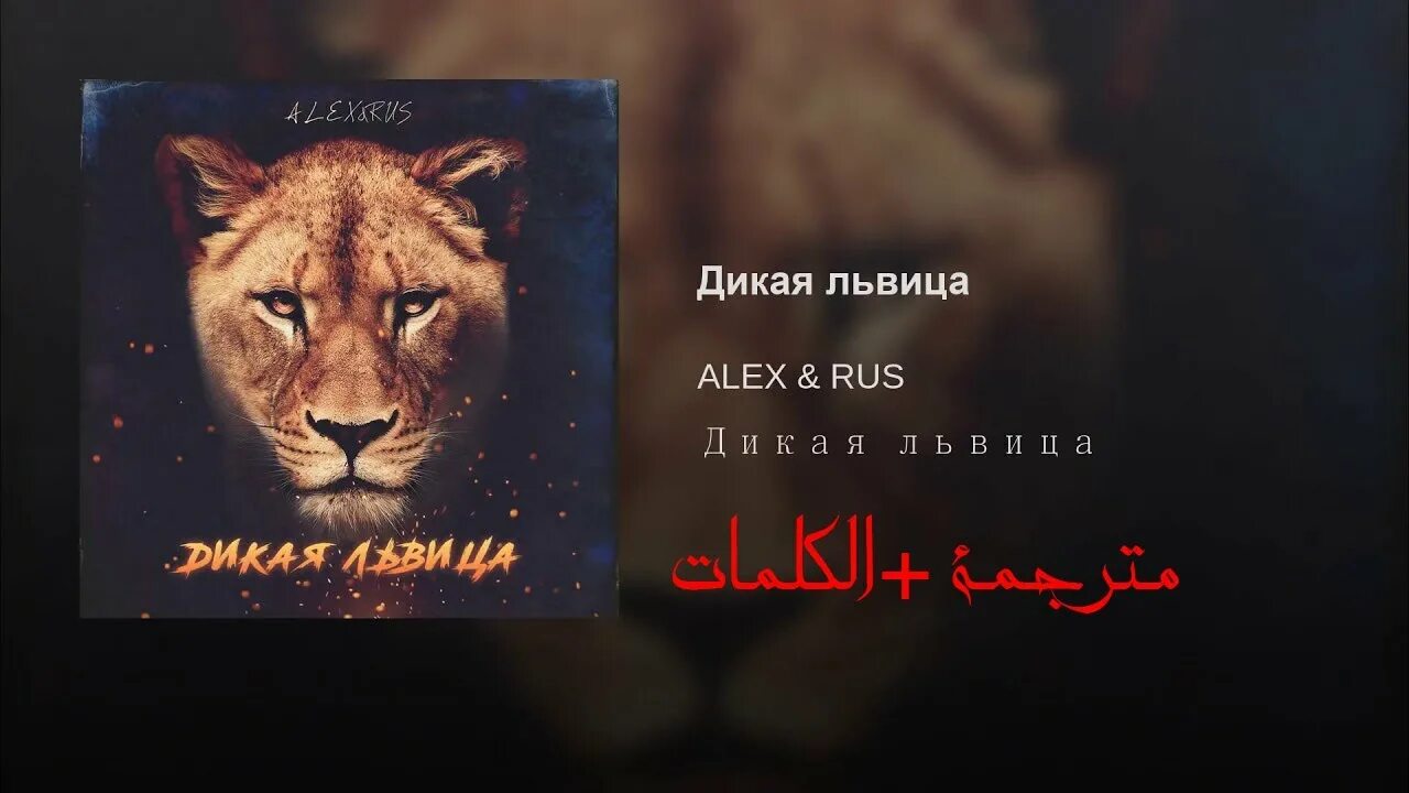 Дике ру. Alex Дикая львица. Дикая львица текст. Дикая львица Alex & Rus. Дикая львица ты моя царица.