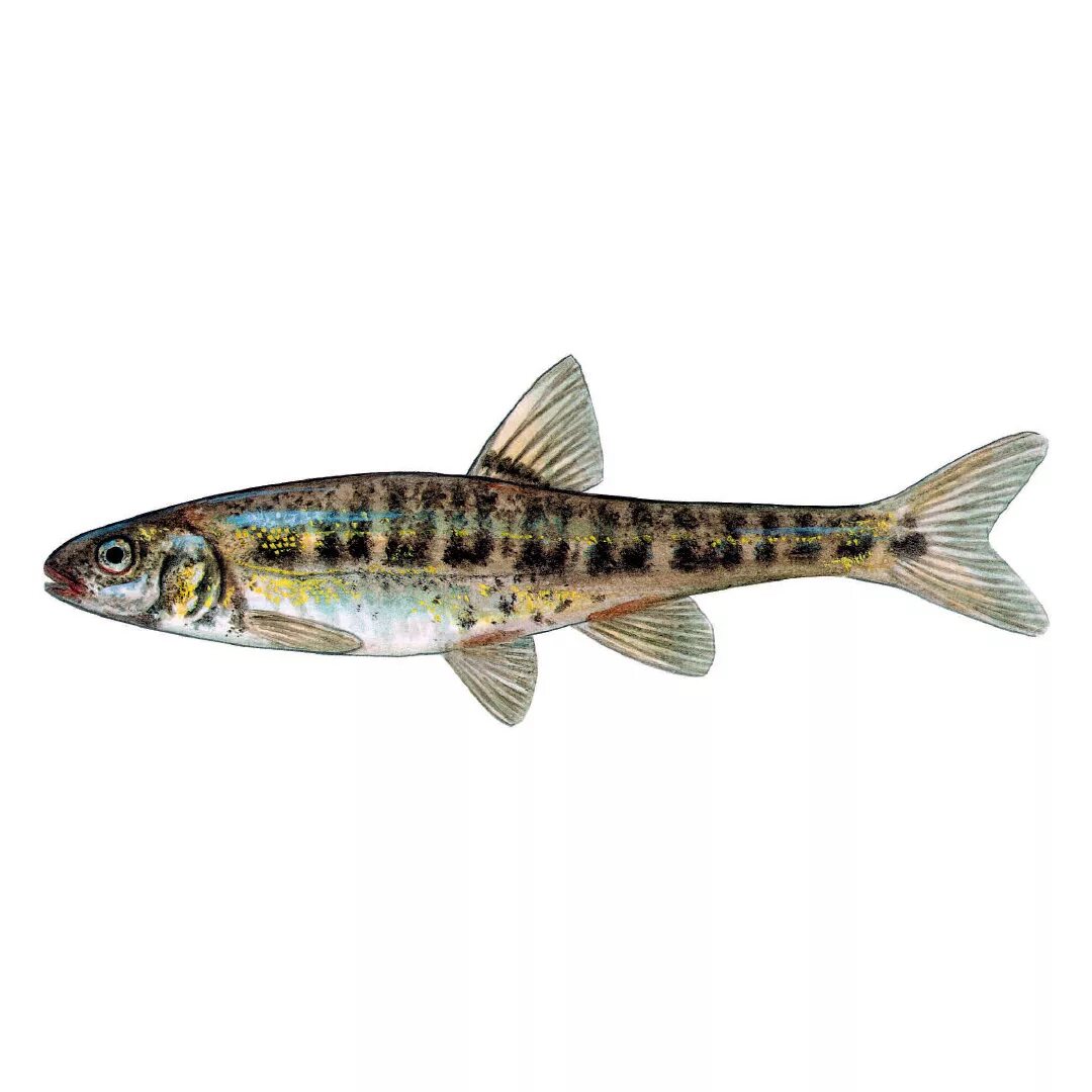 Обыкновенный гольян. Гольян обыкновенный - Phoxinus Phoxinus. Рыба гольян Озерный. Рыбка гольян Речной. Обыкновенный гольян рыба.