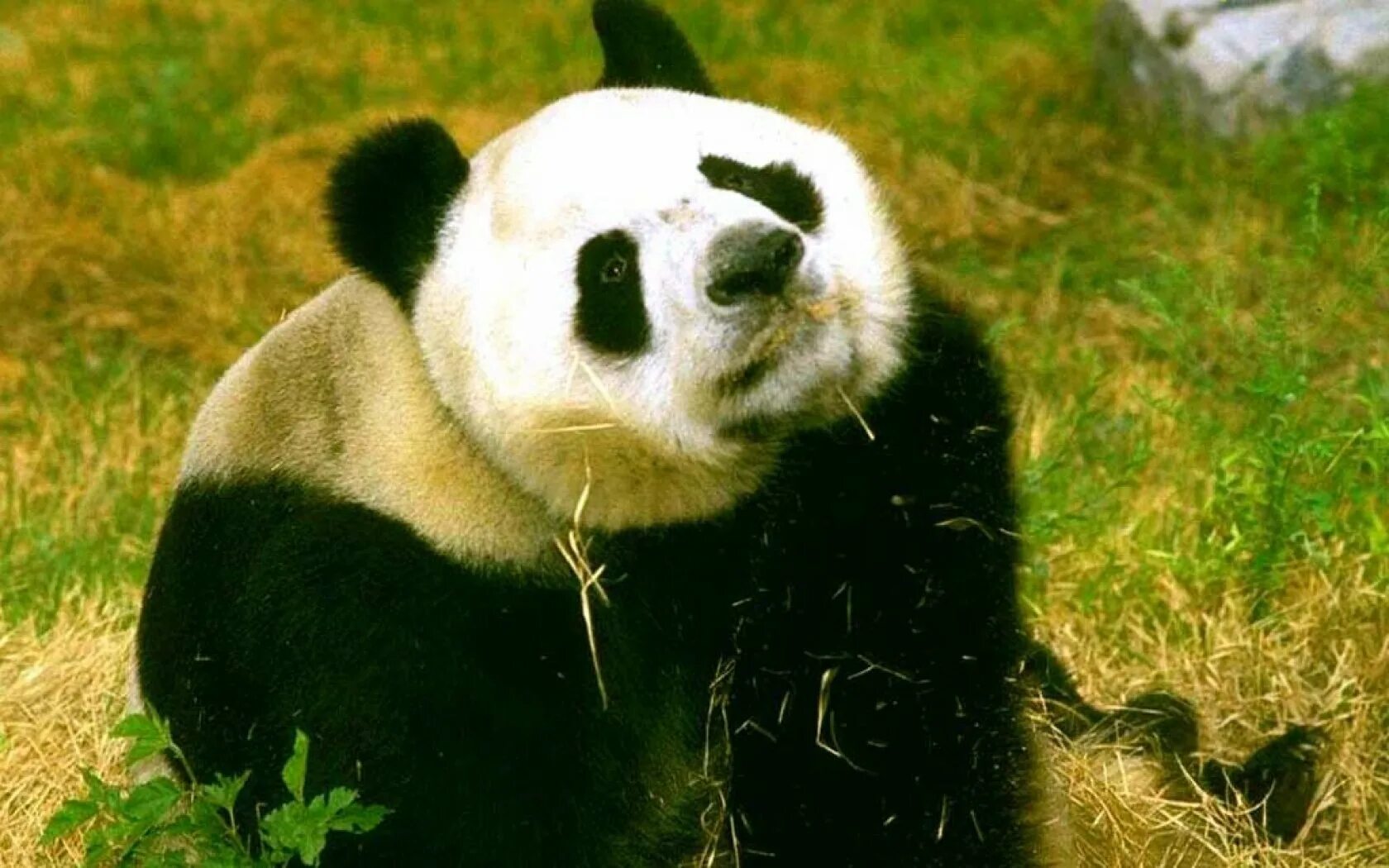 Животные Евразии. Панда. Животные Евразии Панда. Панда фото.