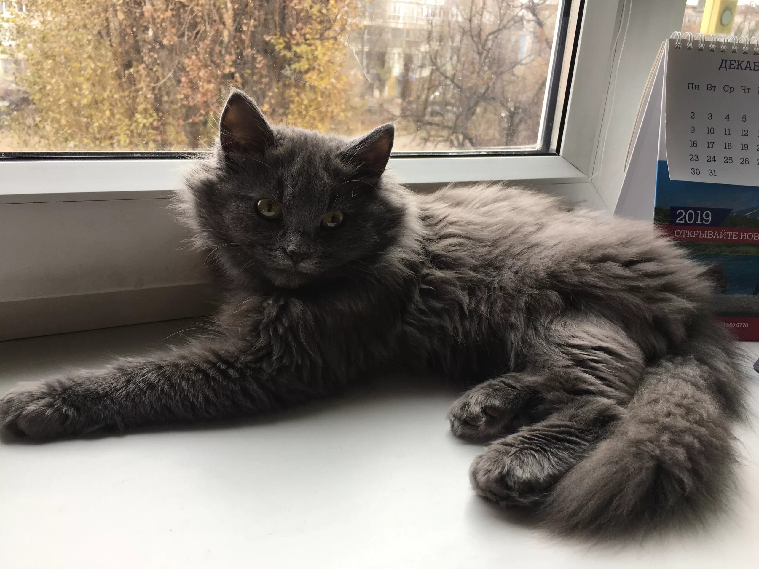 Кот мок. Кот мок