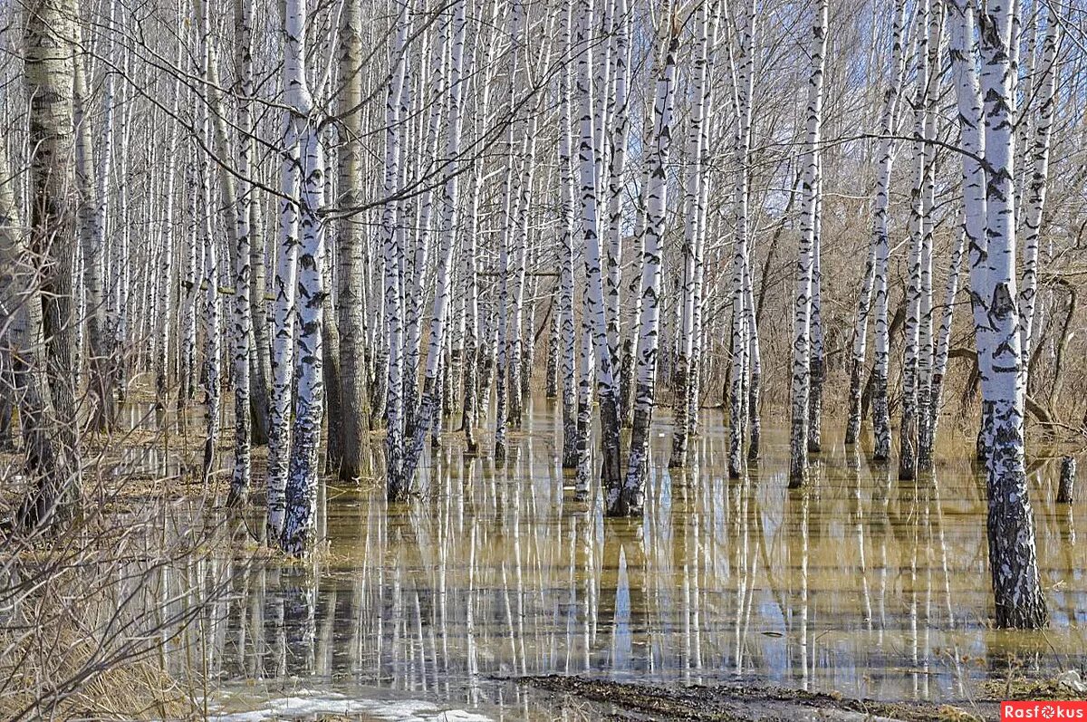 Ранняя весна в лесу. Березовая роща весной. Наводнение весной. Апрель природа. Весенняя вода разлилась затопив березовую рощу.