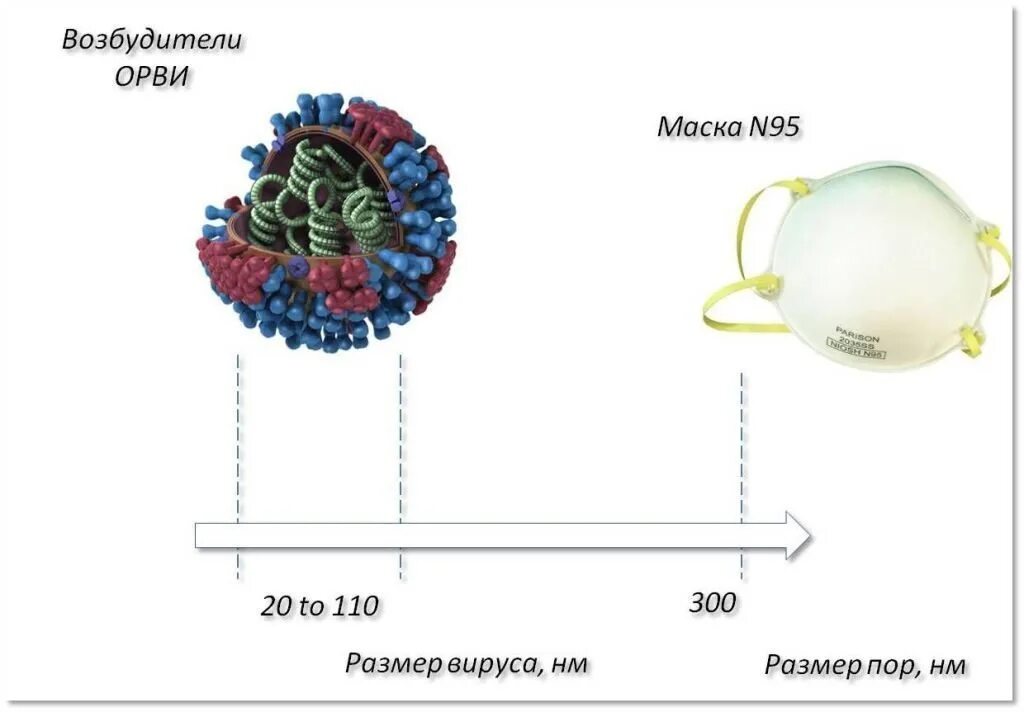 Размеры вирусных частиц. Размер вируса и молекулы. Размер коронавируса в микронах. Размер вируса гриппа в микронах. Сравнение размеров частиц