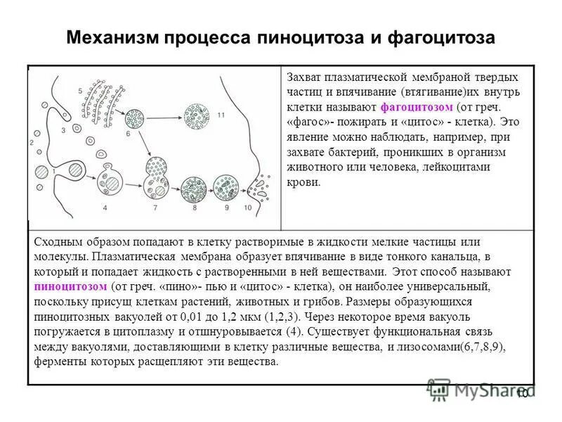 Фагоцитоз прокариот