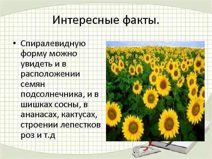 Сообщение о подсолнухе. Сообщение о подсолнечнике. Подсолнух кратко. Интересное про подсолнух. Подсолнух текст описание