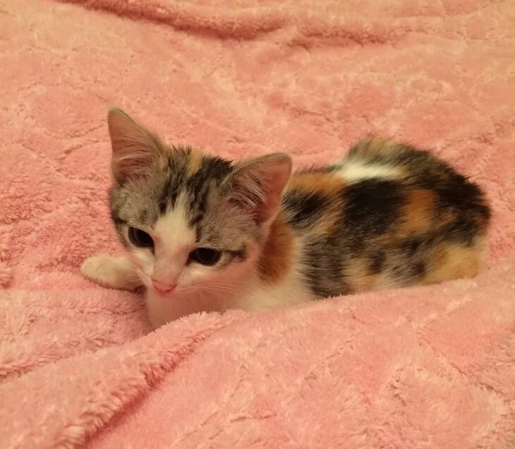 трехцветная кошечка в добрые руки. трехцветные котята 2 месяца. трехцветные котята в добрые руки. трёхцветный котёнок девочка. трехцветная кошка с котятами.