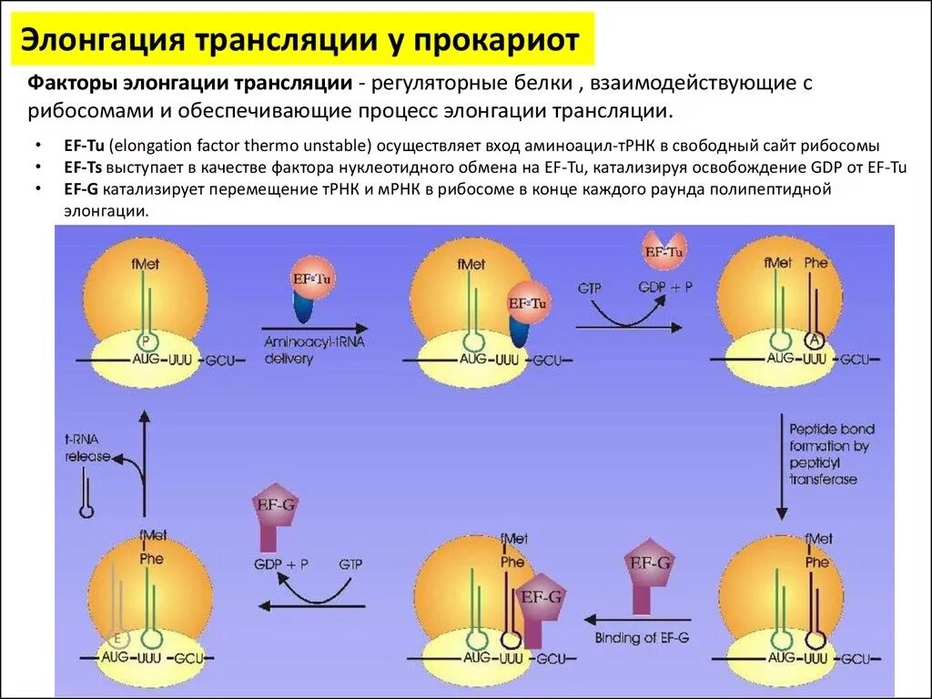 Мета трансляция. Элонгация трансляции у прокариот. Элонгация синтеза белка. Терминация трансляции прокариот. Элонгация трансляции у прокариот схема.