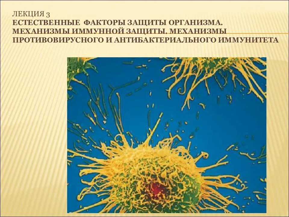 Иммунологические факторы антигрибкового иммунитета. Иммунология лекции. Естественные факторы иммунной защиты организма. Противогрибковый иммунитет иммунология.