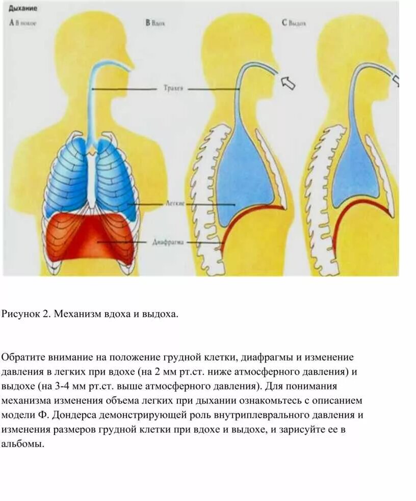 Сделать глубокий вдох выдох. Дыхательные практики для диафрагмы. Дыхательные движения вдох диафрагма. Механизм дыхания диафрагма вдох и выдох. Диафрагмальный Тип дыхания.