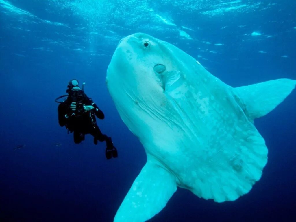Включи мола. Обыкновенная луна-рыба mola mola. рыба луна мола мола. sunfish рыба. солнечная рыба мола мола.