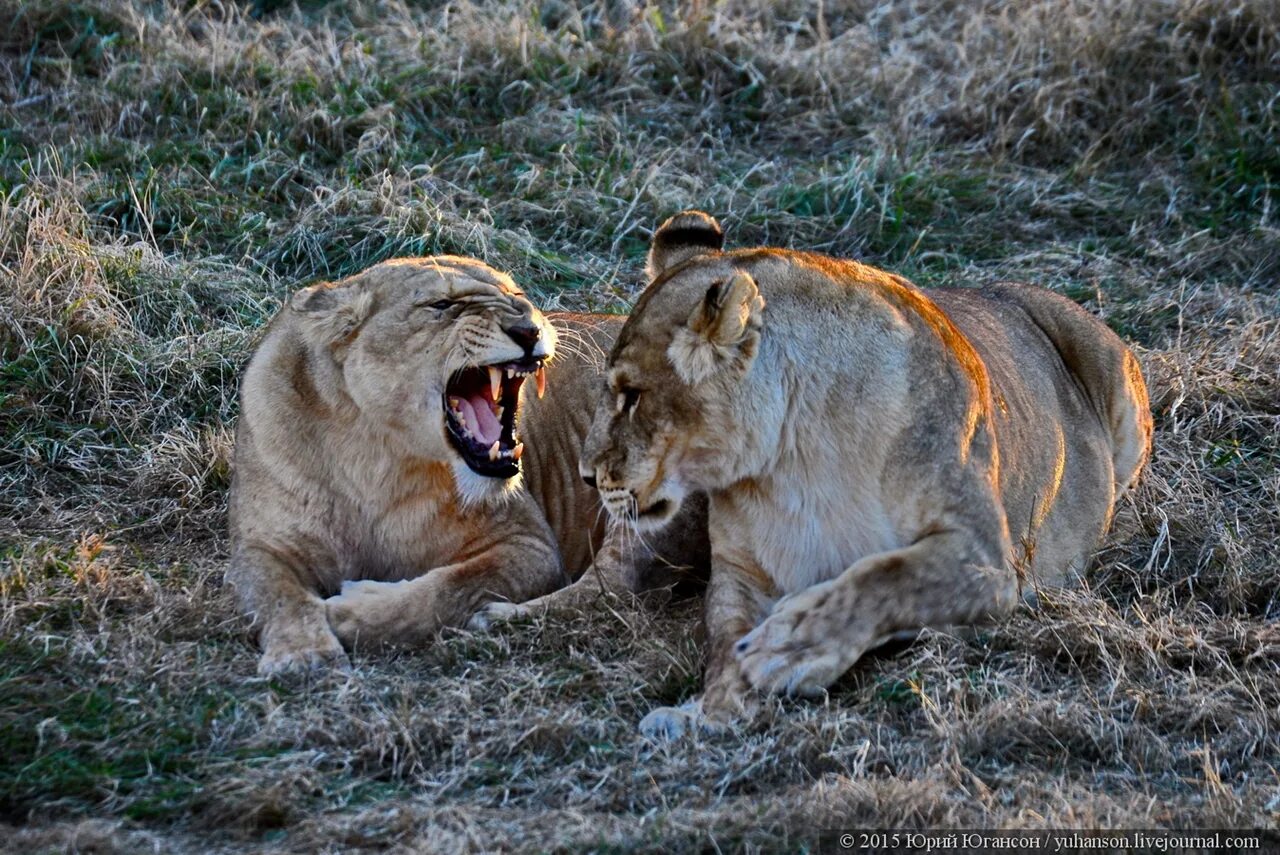 заповедник парк львов тайган. тайган сафари парк. тайган сафари парк львов. тайган сафари парк. тайган сафари парк львов.