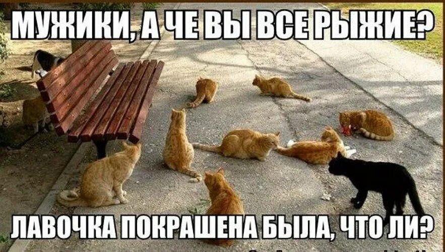 Рыжие коты юмор. Коты разлеглись. Демотиваторы с рыжими котами. Толстый кот на лавочке.