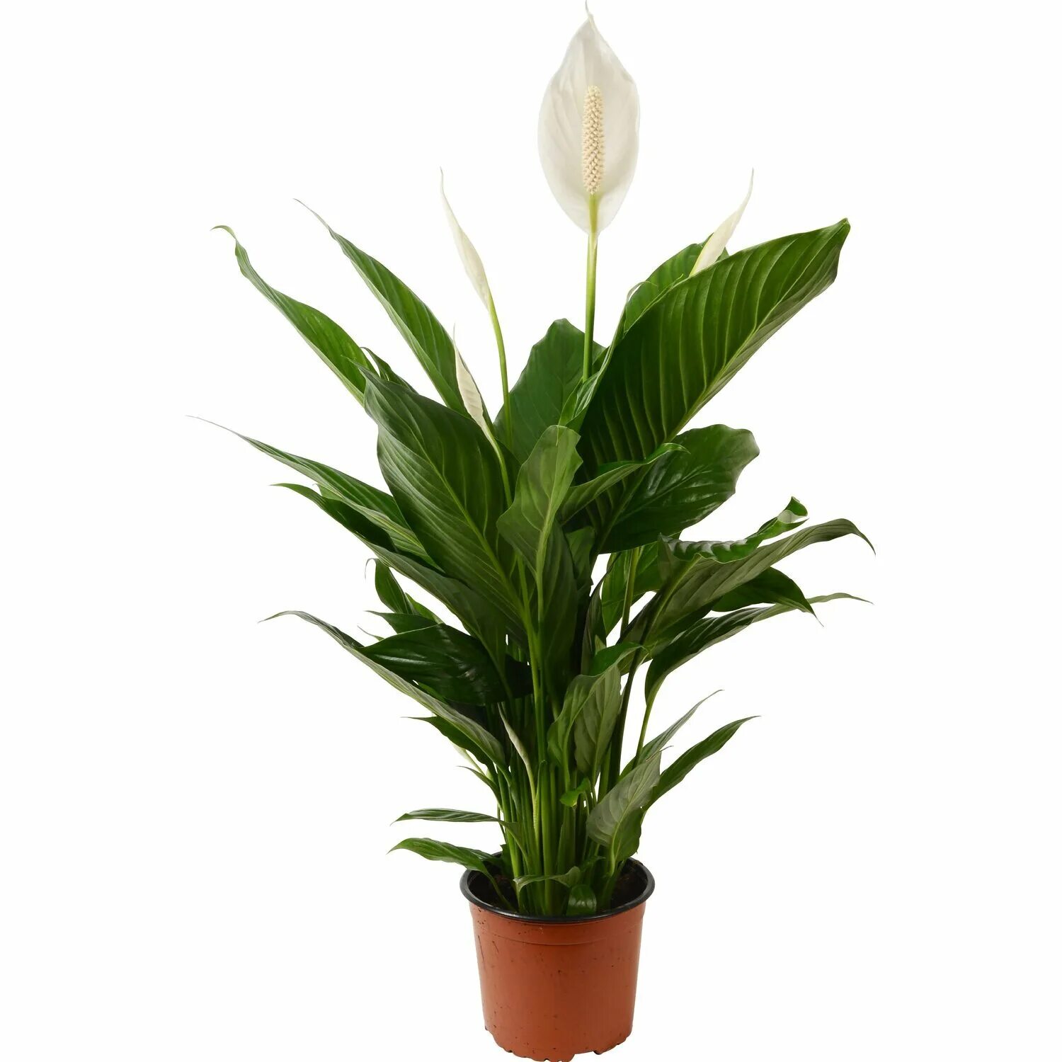 Спатифиллум перл купидо. Спатифиллум pearl cupido. Спатифиллум cupido. Спатифиллум pearl cupido. Перл купидо.