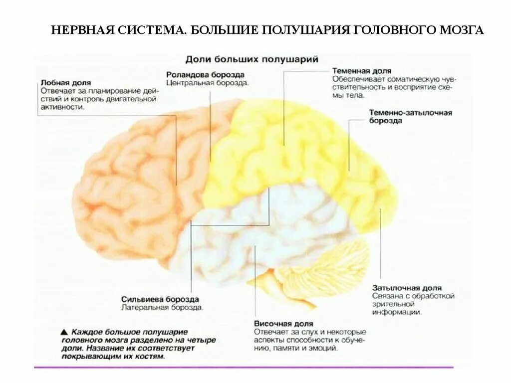 Лобный отдел функция. За что отвечает лобная часть.