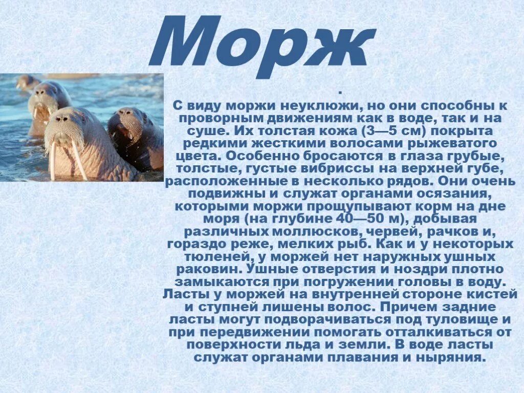 Сообщение о животном арктики