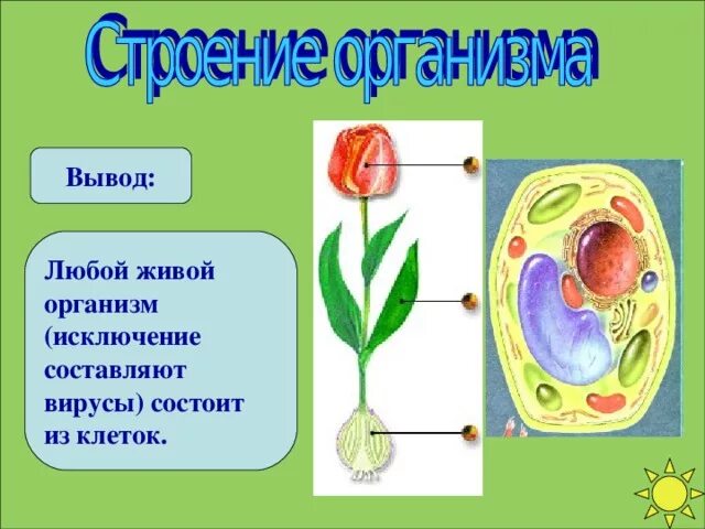 Что состоит из 1 клетки. Организм состоит из клеток. Клетка любого живого организма. Любой живой организм состоит из клеток. Живая клетка состоит из.