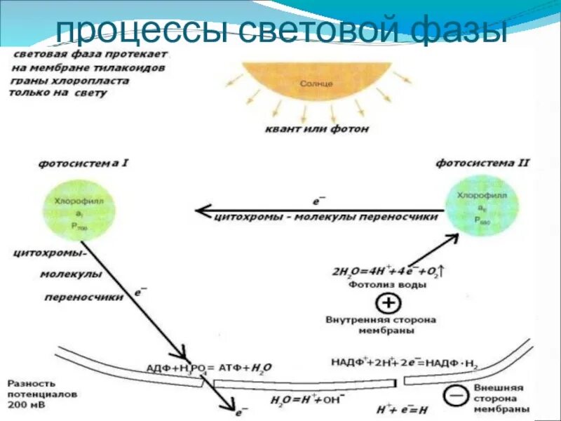 Место световой фазы. Биосинтез углеводов фотосинтез 9 класс. ЕГЭ биология схема световая фаза фотосинтеза. Биосинтез углеводов-фотосинтез световая фаза темновая фаза. Биосинтез углеводов фотосинтез световая фаза.