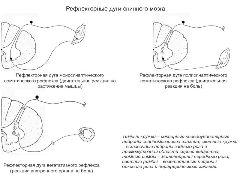 Рефлекторную дугу соматического спинномозгового рефлекса. Рефлекторная дуга двигательного спинального рефлекса. Рефлекторная дуга соматического спинного рефлекса. Схема болевого рефлекса.