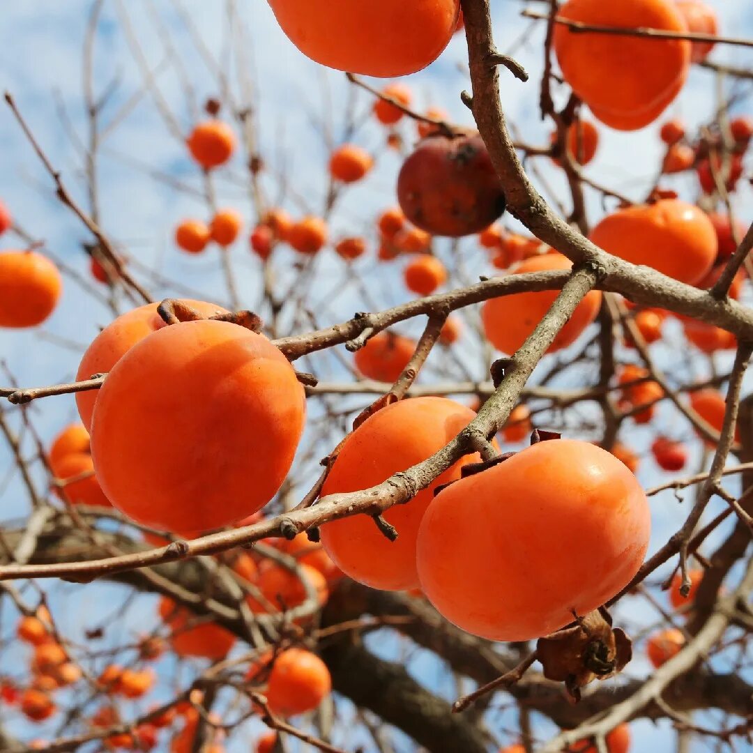 Хурма Восточная (Diospyros kaki). Дерево. Корейская хурма. Корейская хурма деревья. Дерево хурма в Корее. Полив хурмы