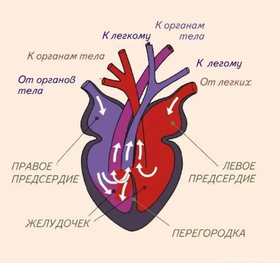 Камеры сердца ящерицы