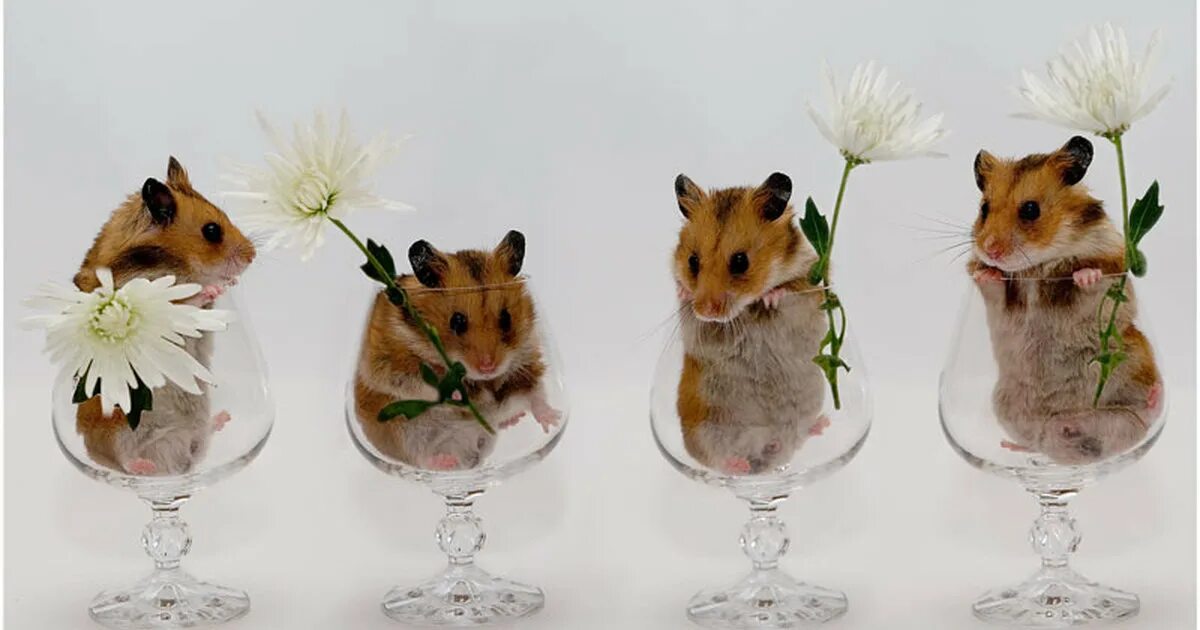 хомякам 4 дня