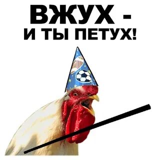 Вжух и ты петух