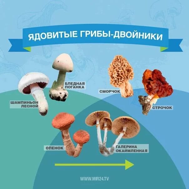 Как отличить съедобные. Грибы двойники двойник двойник шампиньон. Двойник гриба опенок шампиньон. Грибы двойники съедобные и несъедобные шампиньоны. Опасный гриб двойник шампиньона.