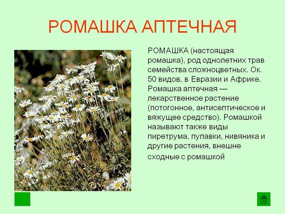 Текст описание про ромашку в научном стиле. Ромашка аптечная. Ромашка аптечная семейство. Ромашка лекарственное растение. Ромашка аптечная вид.