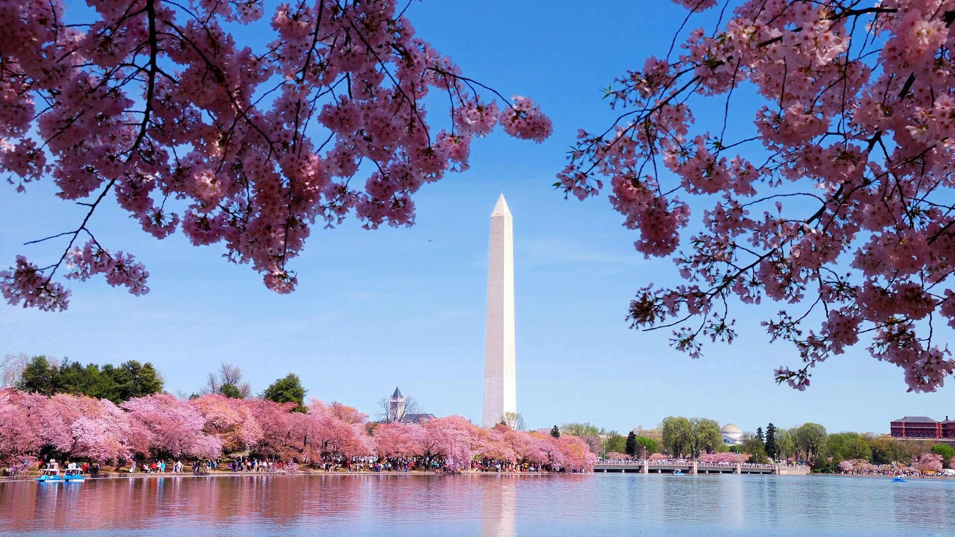 Цветение Сакуры в Вашингтоне. Вашингтон Chery Blossom. Сакура в городе. Вашингтон весной.