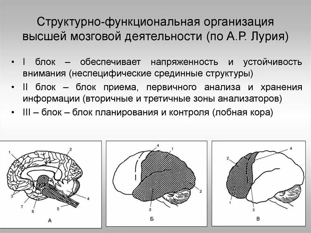 Нарушения блоков мозга. Структурно-функциональная модель мозга а.р Лурия. Функциональные блоки мозга (а. р. Лурия). Структурно функциональная организация мозга по Лурия. Функциональные блоки головного мозга Лурия.