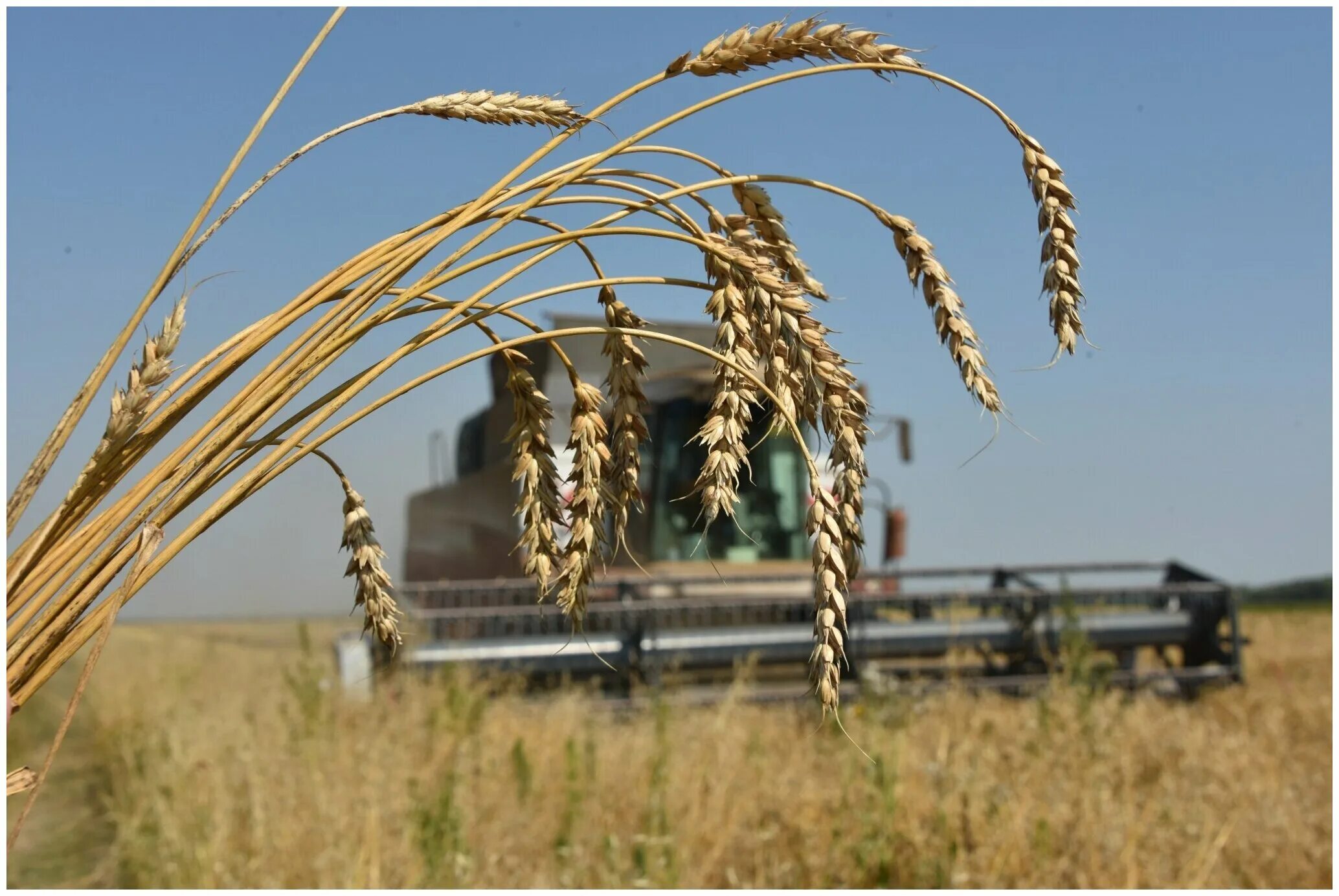 Полба однозернянка. Пшеница растет. Зерновые культуры. Трава с колосками название. Как называется пшеница.