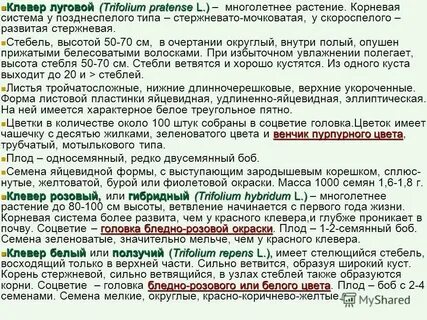 Какой тип корневой системы у лугового клевера