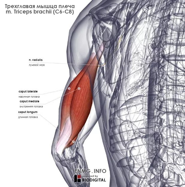 Трицепс мышца. Triceps brachii мышца. Латеральная головка трицепса анатомия. Трицепс анатомия Синельников.