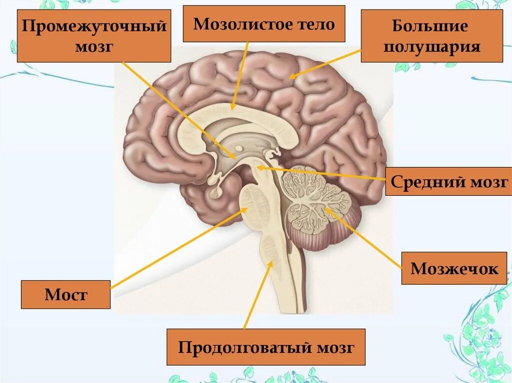 Строение среднего мозга и мозжечка
