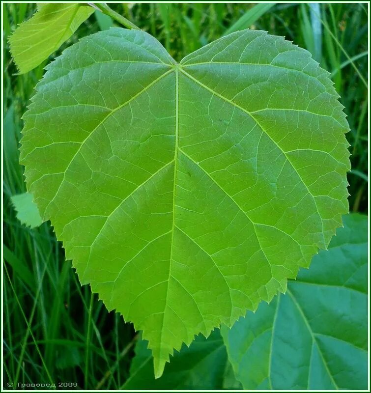 Какой лист крупнее а4. Липа крупнолистная лист. Лима прупнолистная листьев. Липа мелколистная листок. Tilia platyphyllos листья.