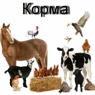Животноводство домашние животные