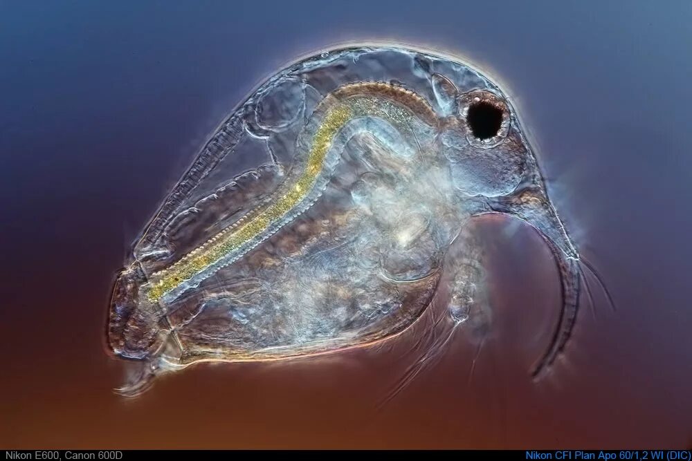 Зоопланктон дафния. Зоопланктон коловратки. Зоопланктон фильтратор. Зоопланктон дафния кукулята.