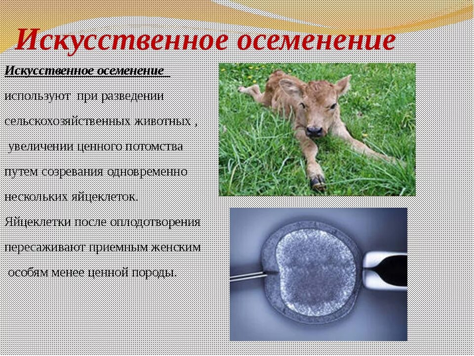 Суть оплодотворения животных. Искусственное осеменение животных. искусственное оплодотворение в селекции. искусственное оплодотворение в животноводстве. искусственное оплодотворение по биологии.